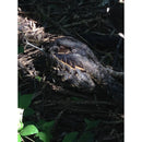 Celestron Regal M2 80ED Spotting Scope with 20-60x Eyepiece (Angled Viewing)