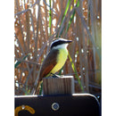 Celestron Regal M2 80ED Spotting Scope with 20-60x Eyepiece (Angled Viewing)