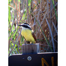 Celestron Regal M2 80ED Spotting Scope with 20-60x Eyepiece (Angled Viewing)