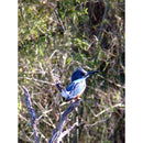 Celestron Regal M2 100ED Spotting Scope with 22-67x Eyepiece (Angled Viewing)