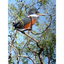 Celestron Regal M2 80ED Spotting Scope with 20-60x Eyepiece (Angled Viewing)