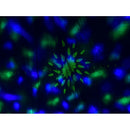 VocoPro DJ-Smart-LightShow 5-in-1 Multi-Effect DJ Light