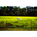 CineStill Film D9 Dynamicchrome Warm-Tone 1st Developer