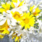 Nisha Close-Up Lens +2 (82mm)
