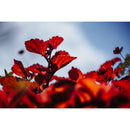 Meyer-Optik Gorlitz Biotar 75mm f/1.5 II Lens (Leica L)