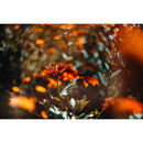 Meyer-Optik Gorlitz Biotar 75mm f/1.5 II Lens (Canon EF)