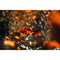 Meyer-Optik Gorlitz Biotar 75mm f/1.5 II Lens (Canon EF)