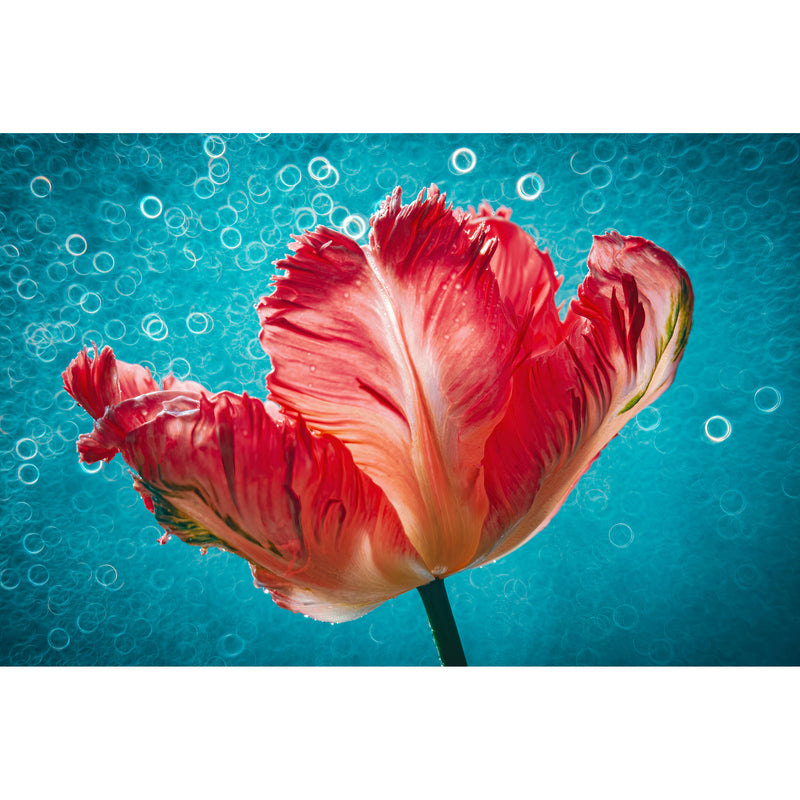 NiSi 250mm f/5.6 Reflex Lens (Canon RF)