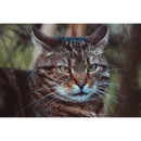 NiSi 250mm f/5.6 Reflex Lens (Canon RF)