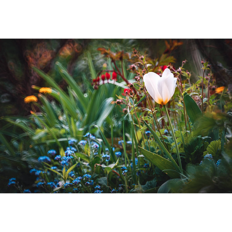 NiSi 250mm f/5.6 Reflex Lens (Nikon Z)