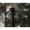 3 Legged Thing Alana Carbon Fiber Monopod Super Kit with Video Head and DocZ2 Foot (Darkness)