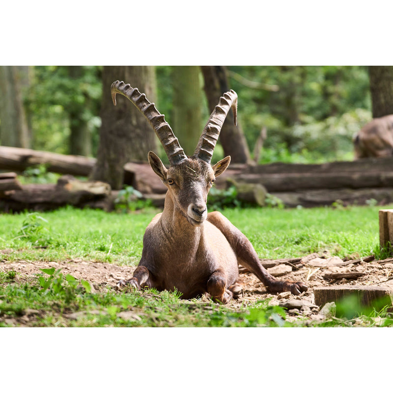 Leica Extender L 2.0x