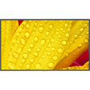 Sharp M501-2 50" UHD 4K HDR Commercial Monitor