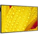 Sharp M501-2 50" UHD 4K HDR Commercial Monitor