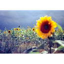 KONO Delight Art 100 Color Negative Film (120 Roll Film, Expired 06/2024)