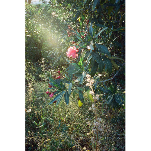 dubblefilm Cinema ISO 800 Color Film (35mm Roll Film, 36 Exposures)