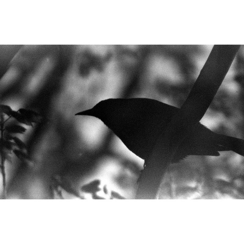Film Photography Project Black and White X-Ray Film (35mm Roll Film, 24 Exposures)