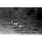 Film Photography Project Black and White X-Ray Film (35mm Roll Film, 24 Exposures)