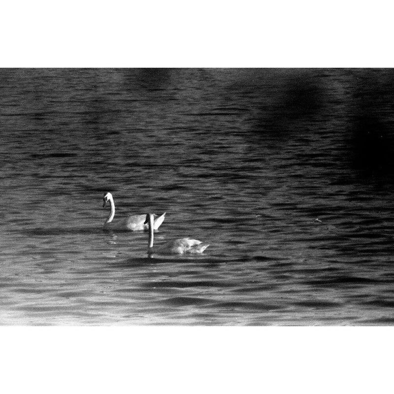 Film Photography Project Black and White X-Ray Film (35mm Roll Film, 24 Exposures)