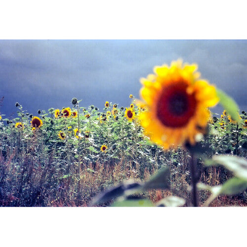 KONO Delight Art 100 Color Negative Film (120 Roll Film, Expired 09/2024)