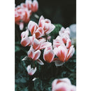 Lomography LomoChrome Color '92 Color Negative Film (35mm Roll Film, 36 Exposures)