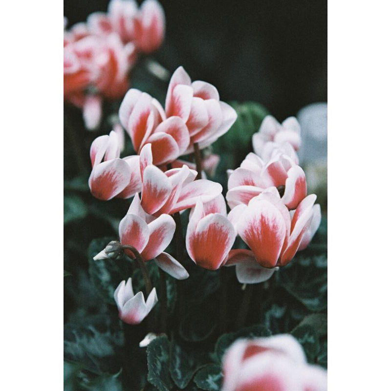 Lomography LomoChrome Color '92 Color Negative Film (35mm Roll Film, 36 Exposures)