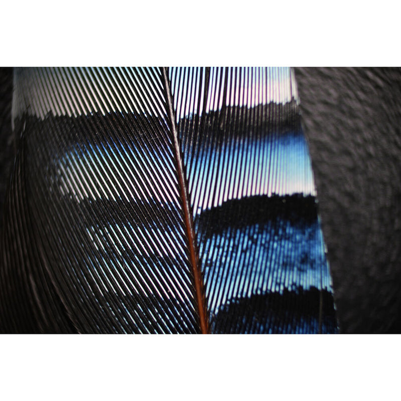 Infinity Photo-Optical Micro HM 16x Probe Lens