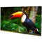 American DJ WMS1 44" 1.95 Pixel Pitch LED Video Wall Panel