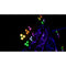 CHAUVET DJ Wash FX Hex ILS RGBAW+UV LED Wash Light