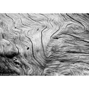 Rollei Ortho 25 Plus Black and White Negative Film (4 x 5", 25 Sheets)
