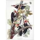 LCIX Editions Birds of South Carolina Vol. 1