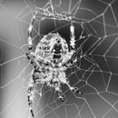 Moment 75mm Macro T-Series Mobile Lens II