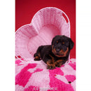 Kate Backdrop Scarlet Red Seamless Background Paper (86" x 32.8')