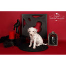 Kate Backdrop Scarlet Red Seamless Background Paper (86" x 32.8')