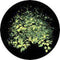 Rosco Standard Color Glass Spectrum Gobo #86705 Spring Bower (86mm = 3.4")