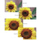 Tiffen 55mm Close-up Lens Set