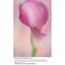 Lensbaby Velvet 56mm f/1.6 Lens for Sony E