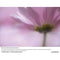 Lensbaby Velvet 56mm f/1.6 Lens for Sony E