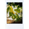 Mint Camera InstantFlex TL70 2.0 Instant Film Camera