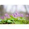 Sony Planar T* FE 50mm f/1.4 ZA Lens