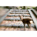 Lensbaby Composer Pro II with Sweet 50 Optic for Micro Four Thirds
