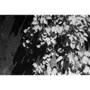 Japan Camera Hunter StreetPan 400 Black and White Negative Film (120 Roll Film)