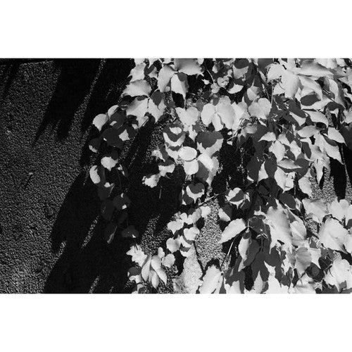 Japan Camera Hunter StreetPan 400 Black and White Negative Film (120 Roll Film)