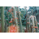 dubble film Solar 200 Color Negative Film (35mm Roll Film, 36 Exposures)