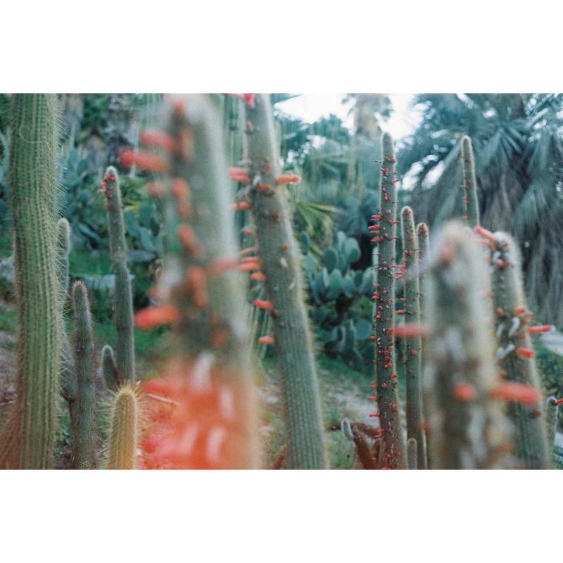 dubble film Solar 200 Color Negative Film (35mm Roll Film, 36 Exposures)