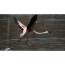 Sony FE 200-600mm f/5.6-6.3 G OSS Lens