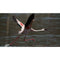 Sony FE 200-600mm f/5.6-6.3 G OSS Lens