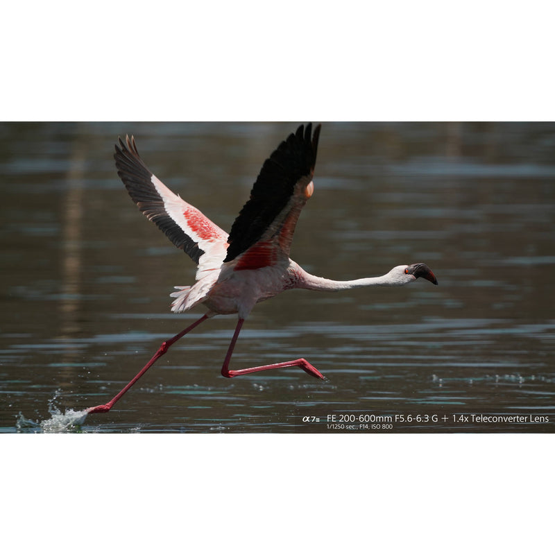 Sony FE 200-600mm f/5.6-6.3 G OSS Lens