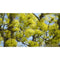 Sony FE 200-600mm f/5.6-6.3 G OSS Lens