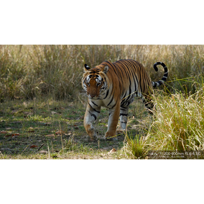 Sony FE 200-600mm f/5.6-6.3 G OSS Lens